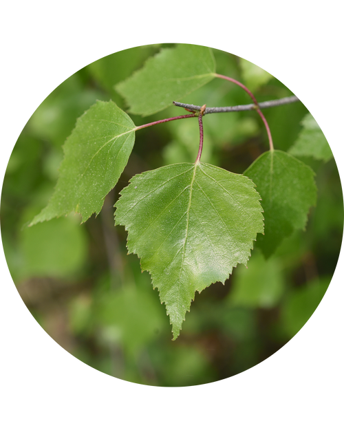 Birch Alba Leaf Extract