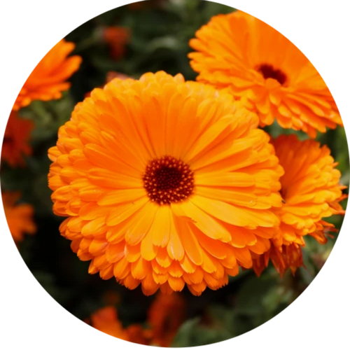 Calendula Flower Extract