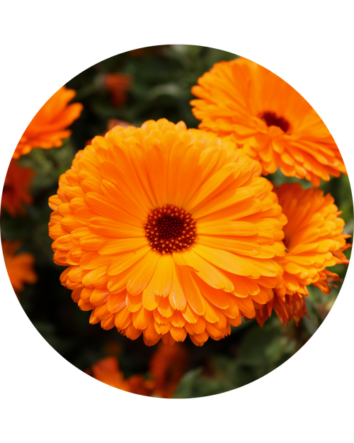 Calendula Officinalis Extract