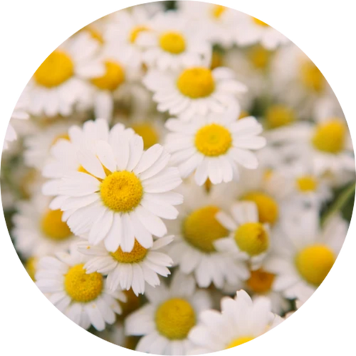 Chamomile Extract