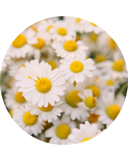 Chamomilla Extract