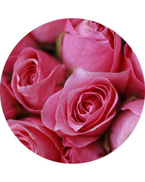 Rose Essential Oil