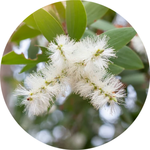  Tea Tree Oil