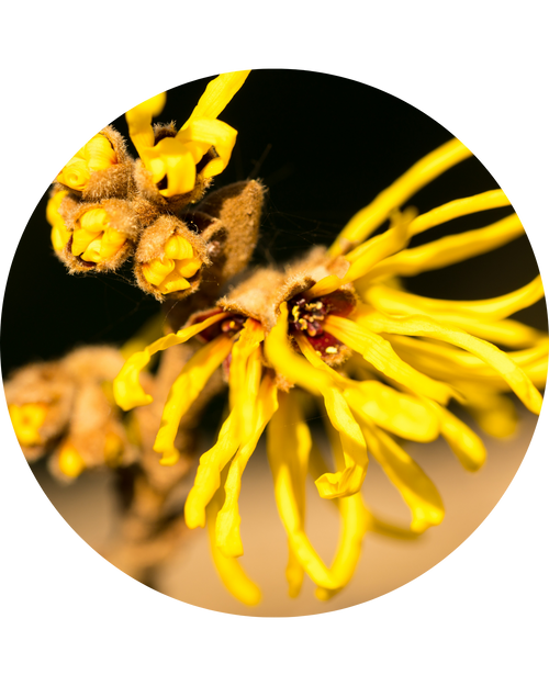 Witch Hazel