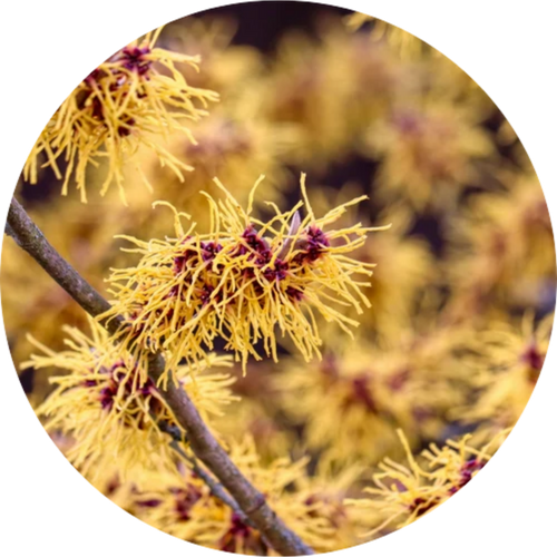 Witch Hazel