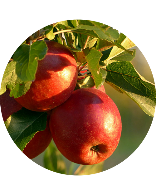Apple Peel Extract