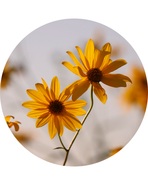 Arnica Montana Extract