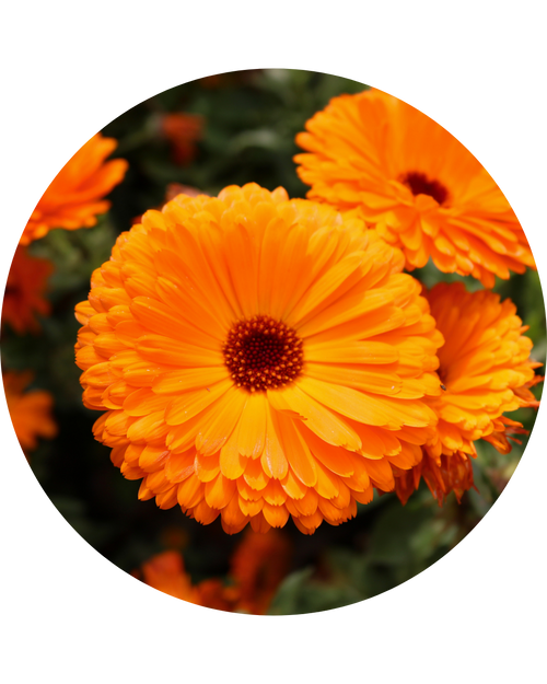 Calendula Extract