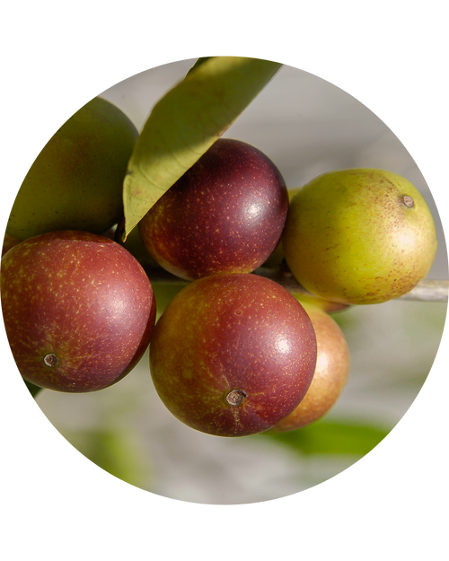 Camu 