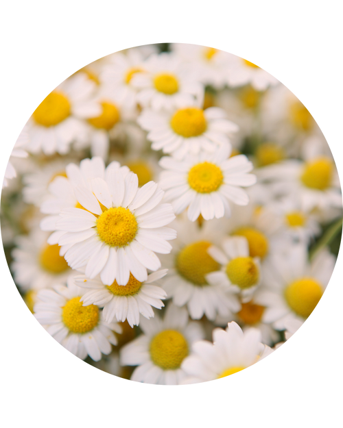 Chamomile Extract