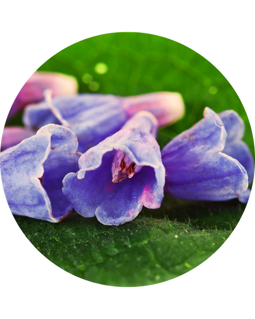 Comfrey Extract