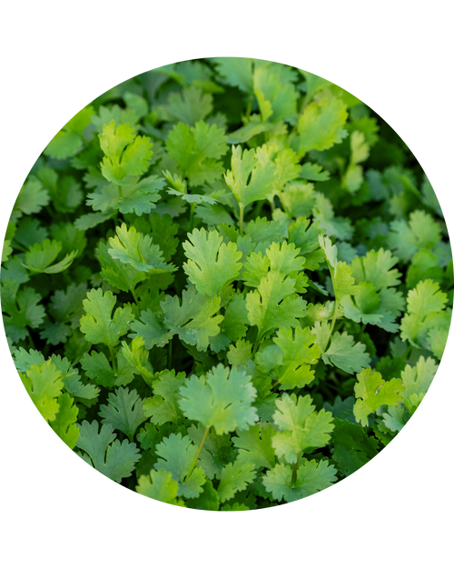 Coriander Oil