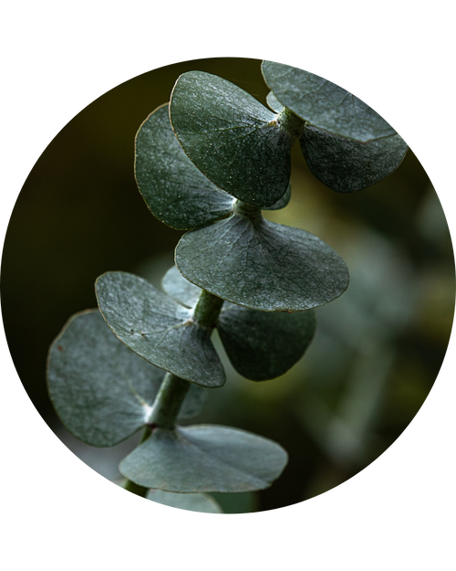  Eucalyptus Extract