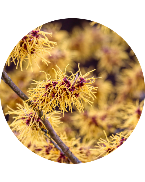 hamamelis virginiana