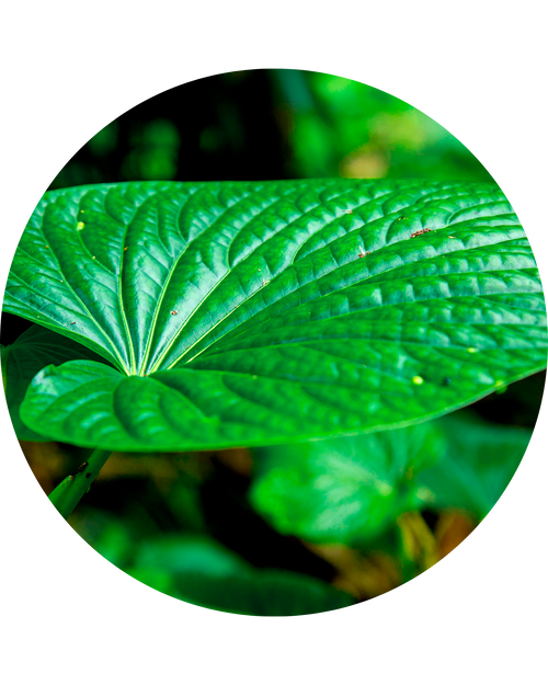 Amazon Kava Kava