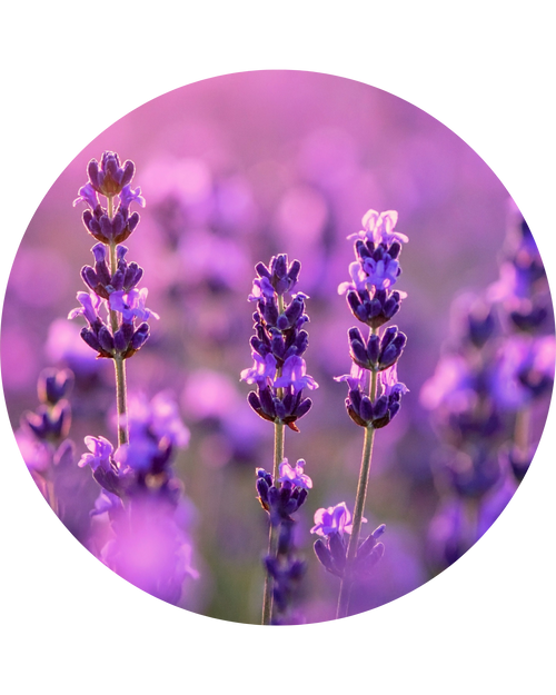 Lavender Essential Oil