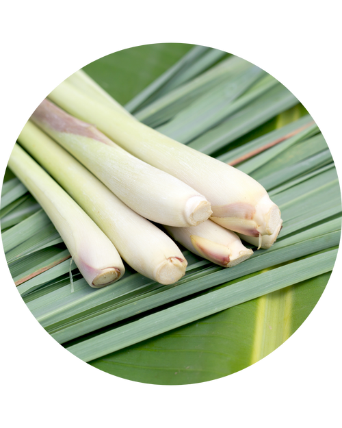 Lemongrass Extract