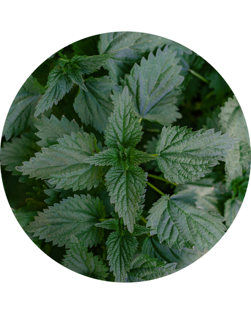 Nettle Leaf Extract