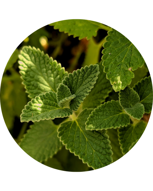 Peppermint Essential Oil