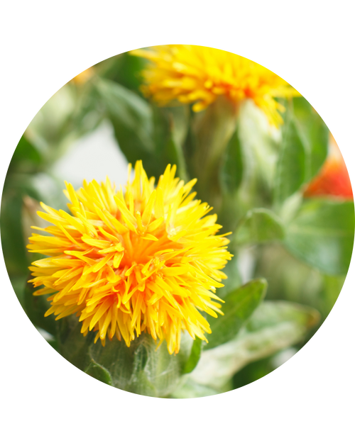 Safflower Oil