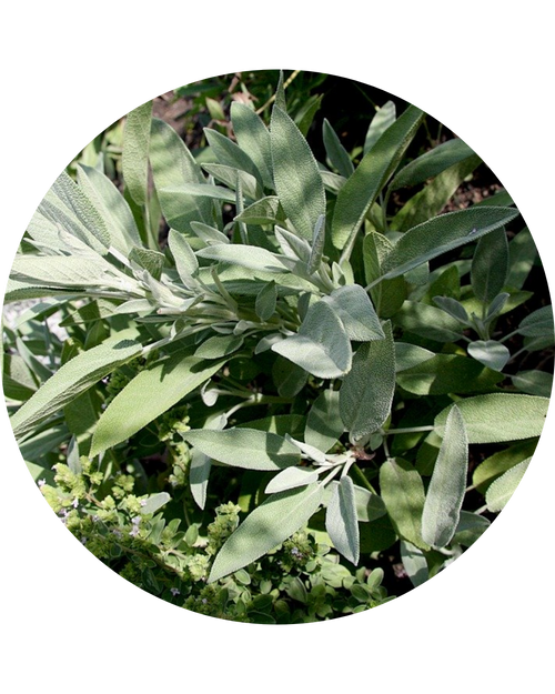 Sage Extract