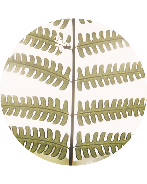 Samambaia Leaf Extract