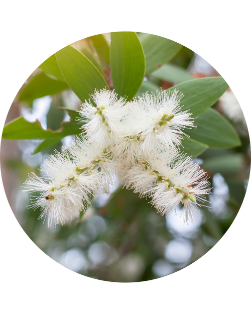 Tea Tree