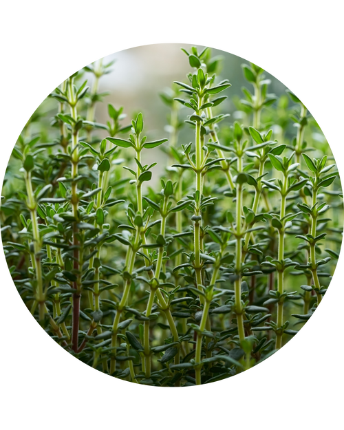 Thyme Extract