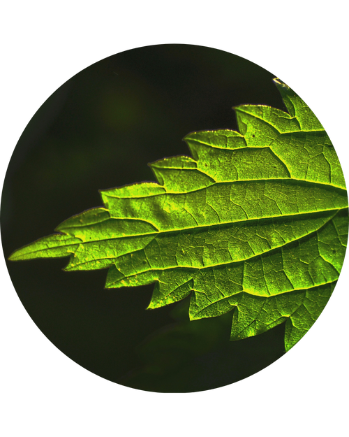 White Nettle